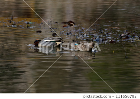 Foraging behavior of a pair of winter birds, Anatidae, Teal Foraging behavior of a pair of winter birds, Anatidae, Teal 111656792