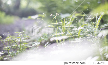 夏季色彩形象:閃閃發光的新鮮綠色植物 夏季色彩形象:閃閃發光的新鮮綠色植物 111656796