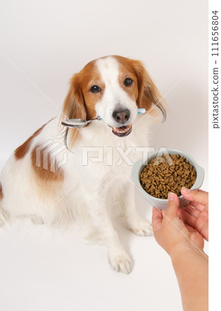 Medium sized dog Koikerkhondier eating dry food Medium sized dog Koikerkhondier eating dry food 111656804