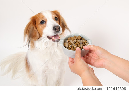 吃乾糧的中型狗 Koikerkhondier 111656808