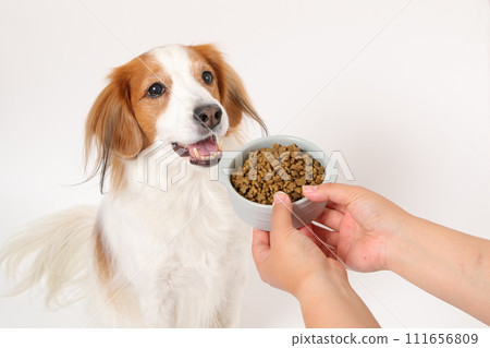 Medium sized dog Koikerkhondier eating dry food Medium sized dog Koikerkhondier eating dry food 111656809