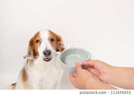 一隻中型狗 Koikerkhondier 嘴裡叼著湯匙乞討食物。 一隻中型狗 Koikerkhondier 嘴裡叼著湯匙乞討食物。 111656833