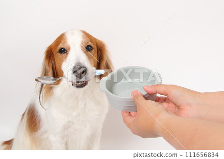 A medium-sized dog, Koikerkhondier, holds a spoon in its mouth and begs for food. 111656834