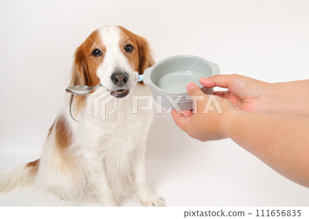 一隻中型狗 Koikerkhondier 嘴裡叼著湯匙乞討食物。 一隻中型狗 Koikerkhondier 嘴裡叼著湯匙乞討食物。 111656835