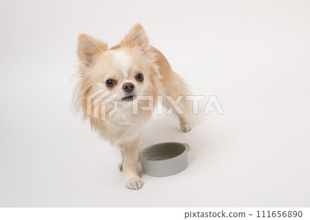Chihuahua, a small dog, licks the food bowl long after eating and licks his tongue asking for more 111656890