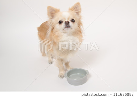 吉娃娃,一隻小狗,吃完飯後很長時間都會舔食碗,並舔舌頭要求更多 吉娃娃,一隻小狗,吃完飯後很長時間都會舔食碗,並舔舌頭要求更多 111656892