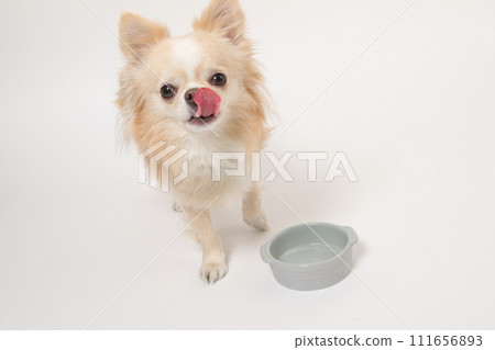 吉娃娃，一隻小狗，吃完飯後很長時間都會舔食碗，並舔舌頭要求更多 111656893