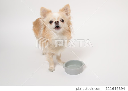 吉娃娃,一隻小狗,吃完飯後很長時間都會舔食碗,並舔舌頭要求更多 吉娃娃,一隻小狗,吃完飯後很長時間都會舔食碗,並舔舌頭要求更多 111656894