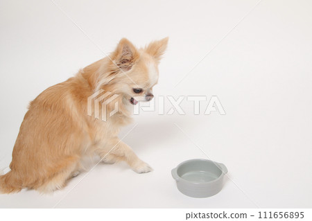 吉娃娃,一隻小狗,吃完飯後很長時間都會舔食碗,並舔舌頭要求更多 吉娃娃,一隻小狗,吃完飯後很長時間都會舔食碗,並舔舌頭要求更多 111656895