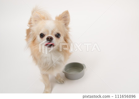 吉娃娃,一隻小狗,吃完飯後很長時間都會舔食碗,並舔舌頭要求更多 吉娃娃,一隻小狗,吃完飯後很長時間都會舔食碗,並舔舌頭要求更多 111656896