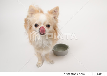 Chihuahua, a small dog, licks the food bowl long after eating and licks his tongue asking for more 111656898