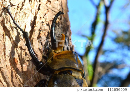 森林裡一棵樹上的大象甲蟲 111656909