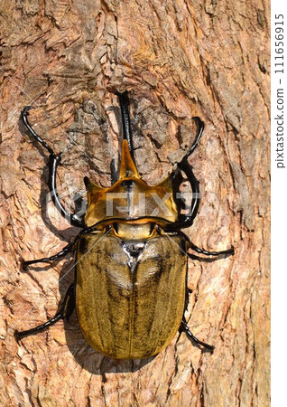 Elephas elephant beetle on a tree in the forest 111656915