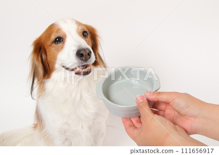 空食碗和中型狗 111656917