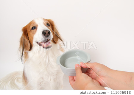 空食碗和中型狗 111656918
