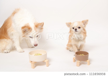 一隻中型狗、一隻邊境牧羊犬和一隻小狗、一隻吉娃娃,一起吃自製的食物 一隻中型狗、一隻邊境牧羊犬和一隻小狗、一隻吉娃娃,一起吃自製的食物 111656938