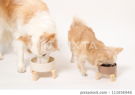 一隻中型狗、一隻邊境牧羊犬和一隻小狗、一隻吉娃娃,一起吃自製的食物 一隻中型狗、一隻邊境牧羊犬和一隻小狗、一隻吉娃娃,一起吃自製的食物 111656948