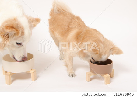 一隻中型狗、一隻邊境牧羊犬和一隻小狗、一隻吉娃娃,一起吃自製的食物 一隻中型狗、一隻邊境牧羊犬和一隻小狗、一隻吉娃娃,一起吃自製的食物 111656949