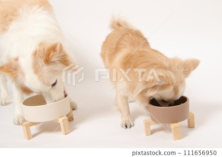 A medium-sized dog, a border collie, and a small dog, a chihuahua, eating homemade food together 111656950