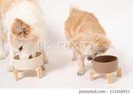 一隻中型狗、一隻邊境牧羊犬和一隻小狗、一隻吉娃娃,一起吃自製的食物 一隻中型狗、一隻邊境牧羊犬和一隻小狗、一隻吉娃娃,一起吃自製的食物 111656951