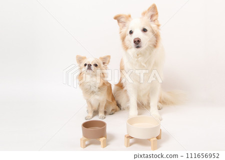 A medium-sized dog, a border collie, and a small dog, a chihuahua, eating homemade food together 111656952