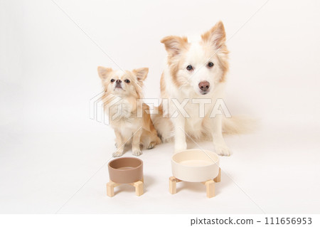 一隻中型狗、一隻邊境牧羊犬和一隻小狗、一隻吉娃娃,一起吃自製的食物 一隻中型狗、一隻邊境牧羊犬和一隻小狗、一隻吉娃娃,一起吃自製的食物 111656953