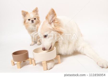 一隻中型狗、一隻邊境牧羊犬和一隻小狗、一隻吉娃娃,一起吃自製的食物 一隻中型狗、一隻邊境牧羊犬和一隻小狗、一隻吉娃娃,一起吃自製的食物 111656954