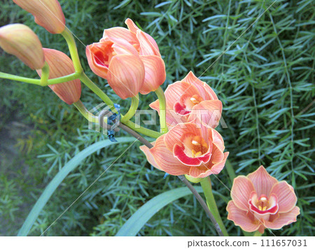 Cymbidium insigne in the greenhouse of Fukuoka City Botanical Garden Ozasa, Chuo-ku, Fukuoka City, Fukuoka Prefecture 111657031