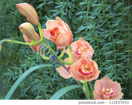Cymbidium insigne in the greenhouse of Fukuoka City Botanical Garden Ozasa, Chuo-ku, Fukuoka City, Fukuoka Prefecture 111657033
