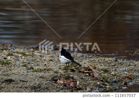 Wagtail at the waterside 111657037