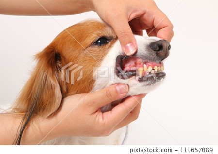 中型犬 Koikerkhondje 的嘴裡 中型犬 Koikerkhondje 的嘴裡 111657089