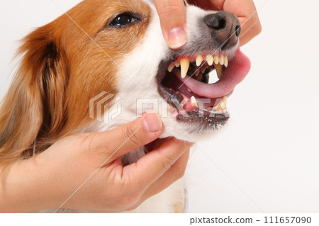 中型犬 Koikerkhondje 的嘴裡 中型犬 Koikerkhondje 的嘴裡 111657090