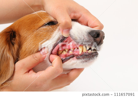 中型犬 Koikerkhondje 的嘴裡 111657091