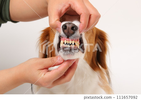 中型犬 Koikerkhondje 的嘴裡 111657092