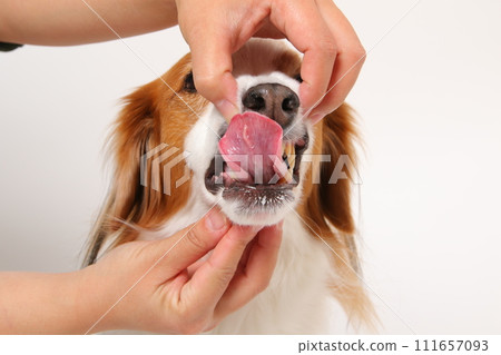 中型犬 Koikerkhondje 的嘴裡 中型犬 Koikerkhondje 的嘴裡 111657093