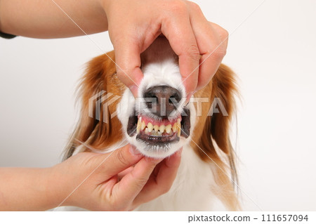 中型犬 Koikerkhondje 的嘴裡 中型犬 Koikerkhondje 的嘴裡 111657094