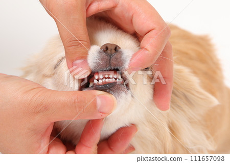 小犬牙和小狗吉娃娃的嘴裡 小犬牙和小狗吉娃娃的嘴裡 111657098