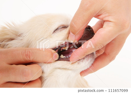 小犬牙和小狗吉娃娃的嘴裡 111657099