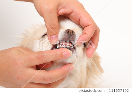 小犬牙和小狗吉娃娃的嘴裡 小犬牙和小狗吉娃娃的嘴裡 111657102