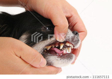 Muzzle (canine) of a small dog Chihuahua Muzzle (canine) of a small dog Chihuahua 111657111