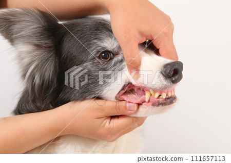 中型邊境牧羊犬的牙齒排列 111657113