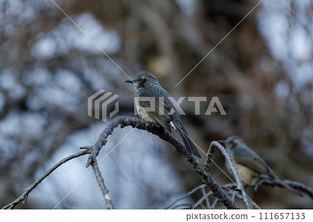 Bulbul perching on a branch of a weeping cherry tree Bulbul perching on a branch of a weeping cherry tree 111657133