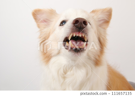 一隻中型邊境牧羊犬,它的口鼻皺起,充滿威脅 一隻中型邊境牧羊犬,它的口鼻皺起,充滿威脅 111657135