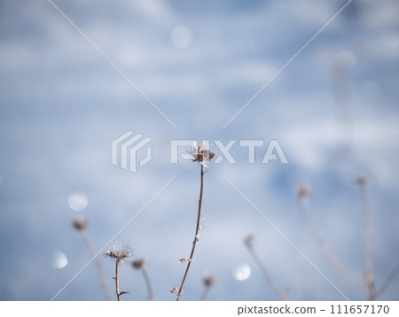 ice flower 1 111657170