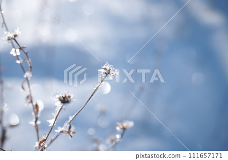 ice flower 2 ice flower 2 111657171