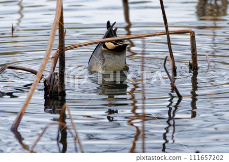 Foraging behavior of the winter bird Anatidae Teal 111657202