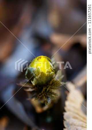 Bud of Fukuge Bud of Fukuge 111657261
