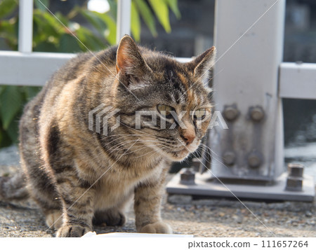 一隻貓盯著你 111657264