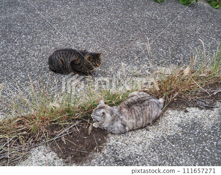 貓咪見面會上的薩巴塔拉貓和木吉虎貓 111657271