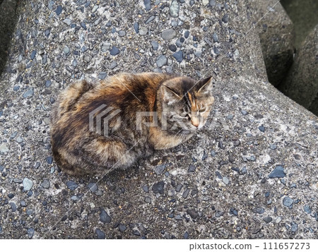 一隻貓盯著你 111657273